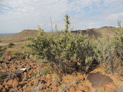 Asparagus mucronatus