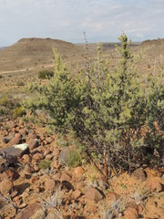 Asparagus mucronatus