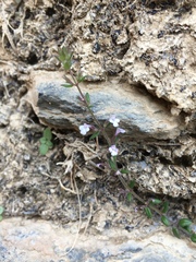 Magnoliopsida