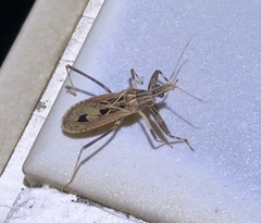 Oncocephalus pudicus