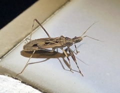 Oncocephalus pudicus