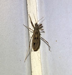 Oncocephalus pudicus