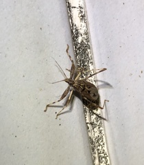 Oncocephalus pudicus