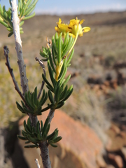 Euryops nodosus