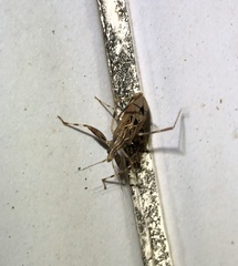 Oncocephalus pudicus