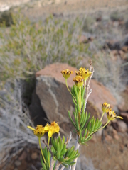 Euryops nodosus
