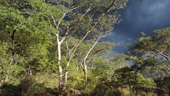 Brachystegia tamarindoides