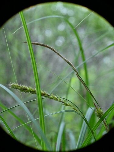 Wheat sedge (Carex atherodes)