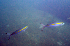 Pterocaesio chrysozona