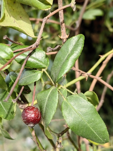 Rosa sempervirens image