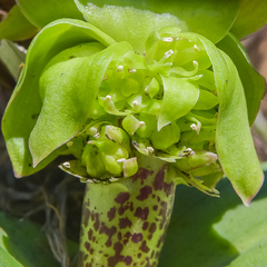 Eucomis grimshawii