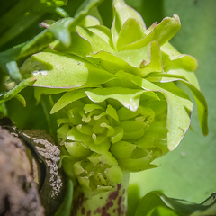 Eucomis grimshawii
