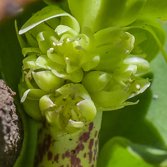Eucomis grimshawii