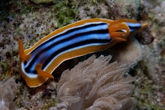 Chromodoris quadricolor
