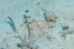 Amblyeleotris steinitzi