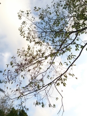 Alniphyllum pterospermum