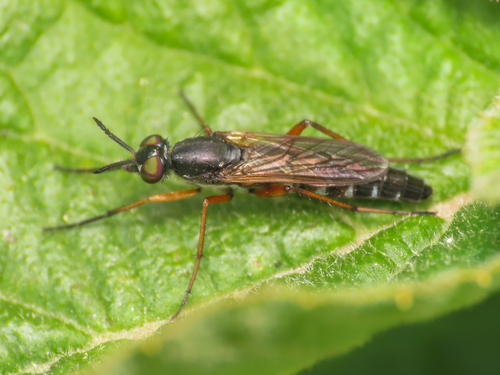 Euphycus dispar