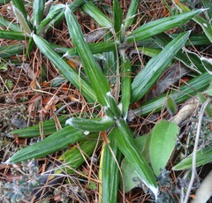 Celmisia spectabilis