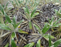 Celmisia spectabilis