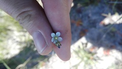 Wahlenbergia androsacea