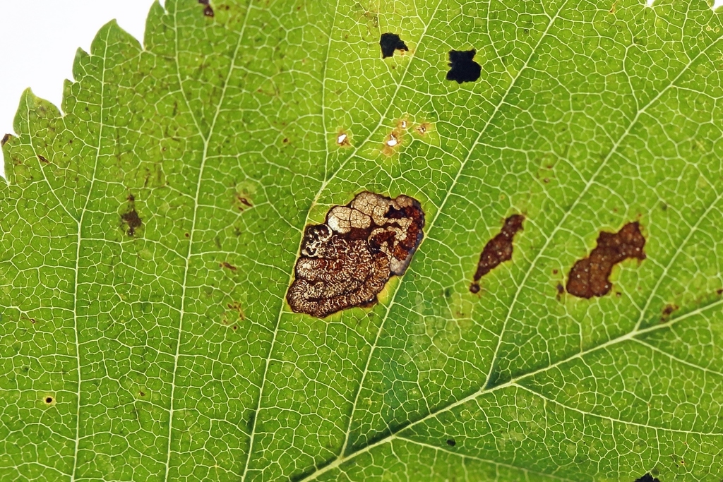 Plain Elm Pigmy