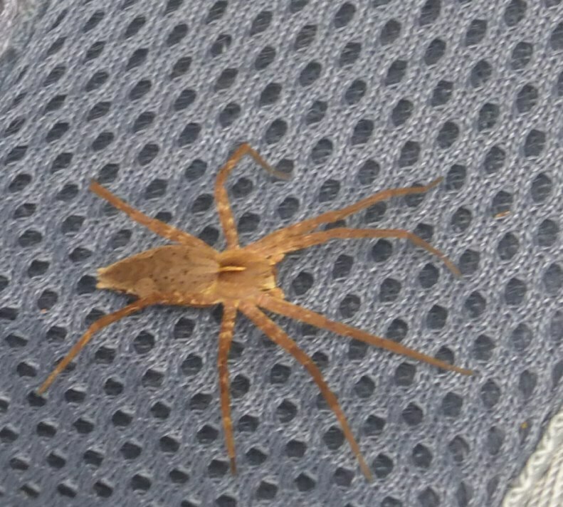 Pisaura acoreensis
