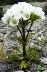 Gentianella corymbifera