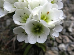 Gentianella corymbifera