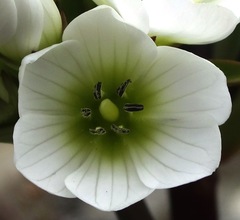 Gentianella corymbifera