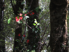 Peraxilla colensoi