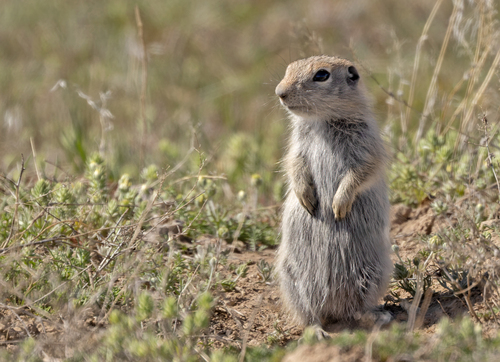 Piute Ground Squirrel (Urocitellus mollis), listed as Least Concern on the IUCN Red List