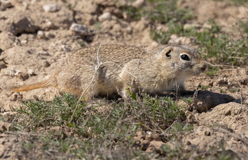 Snake River Plains Ground Squirrel (Urocitellus idahoensis) — Data Deficient Mammalia