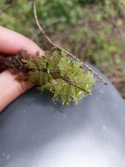 Hylocomium splendens image