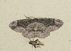 Parapholodes fuliginea