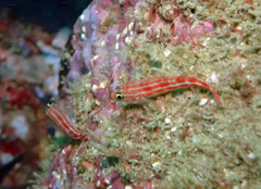 Helcogramma striata