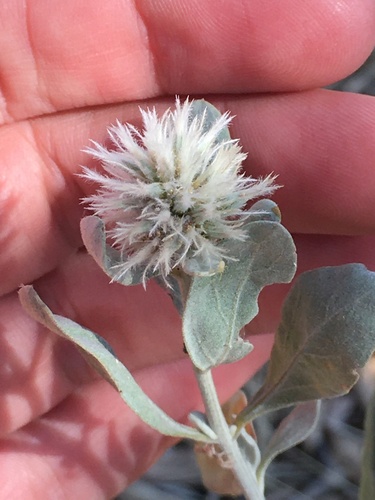 Leucosphaera bainesii