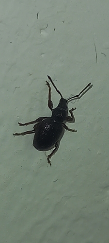nosánik vajcovitý (Otiorhynchus ovatus)