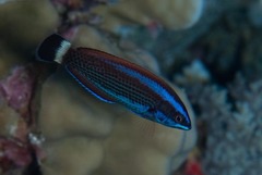 Pseudodax moluccanus