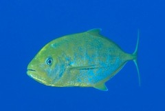 Flavocaranx bajad