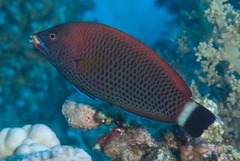 Pseudodax moluccanus