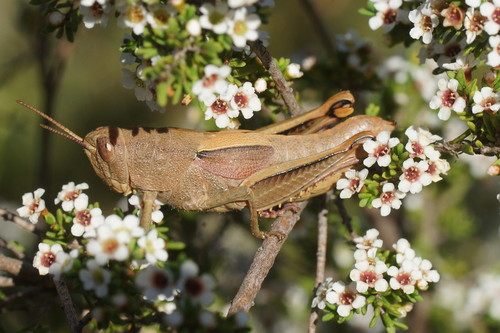Percassa rugifrons (Stål, 1878)