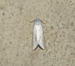 Scirpophaga