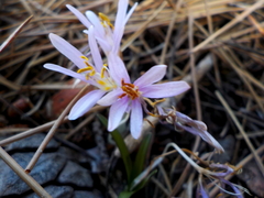 Colchicum pusillum