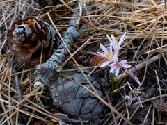 Colchicum pusillum
