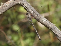 Austroaeschna subapicalis