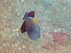 Melichthys indicus