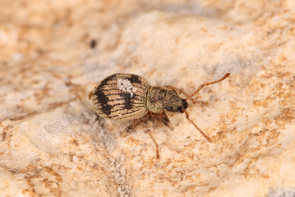 Argoptochus quadrisignatus