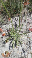 Wahlenbergia androsacea