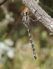 Austroaeschna subapicalis