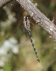 Austroaeschna subapicalis